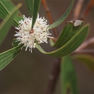 Hakea dactyloides at Mongarlowe, NSW - suppressed