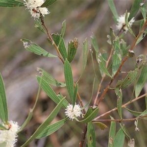 Hakea dactyloides at Mongarlowe, NSW - suppressed