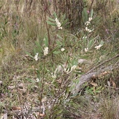 Hakea dactyloides at Mongarlowe, NSW - suppressed