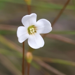 Mitrasacme polymorpha at Mongarlowe, NSW - suppressed