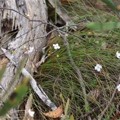 Mitrasacme polymorpha at Mongarlowe, NSW - suppressed