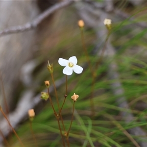 Mitrasacme polymorpha at Mongarlowe, NSW - suppressed