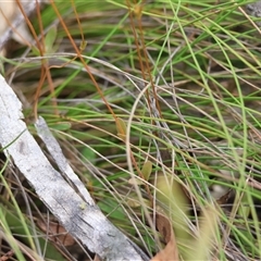 Mitrasacme polymorpha at Mongarlowe, NSW - suppressed