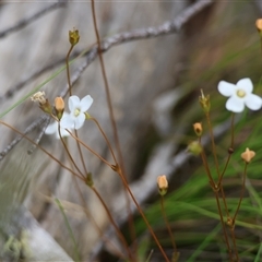 Mitrasacme polymorpha at Mongarlowe, NSW - suppressed