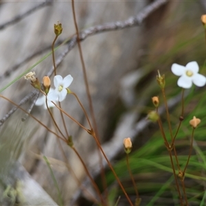 Mitrasacme polymorpha at Mongarlowe, NSW - suppressed