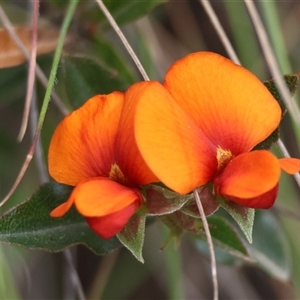 Podolobium procumbens (Trailing Shaggy-Pea) at Mongarlowe, NSW by LisaH