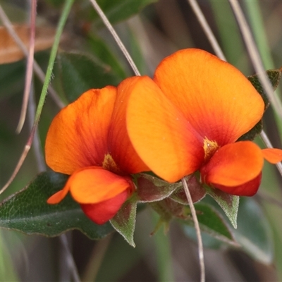 Podolobium procumbens (Trailing Shaggy-Pea) at Mongarlowe, NSW - 28 Nov 2024 by LisaH