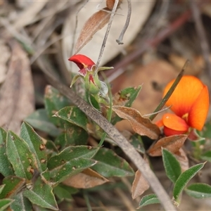 Podolobium procumbens at suppressed - suppressed