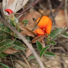 Podolobium procumbens at suppressed - suppressed