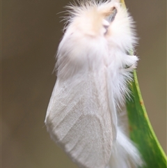 Trichiocercus sparshalli (Sparshall's Moth) at Mongarlowe, NSW - 28 Nov 2024 by LisaH