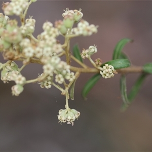 Astrotricha ledifolia at Mongarlowe, NSW - suppressed