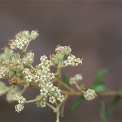 Astrotricha ledifolia at Mongarlowe, NSW - suppressed