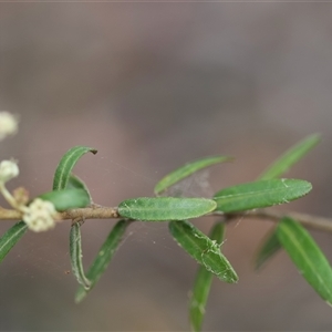 Astrotricha ledifolia at Mongarlowe, NSW - suppressed