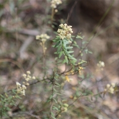 Astrotricha ledifolia at Mongarlowe, NSW - suppressed