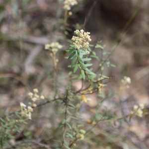 Astrotricha ledifolia at Mongarlowe, NSW - suppressed