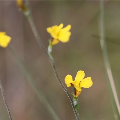 Goodenia bellidifolia subsp. bellidifolia (Daisy Goodenia) at Mongarlowe, NSW - 28 Nov 2024 by LisaH