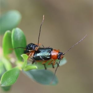 Aporocera (Aporocera) viridipennis at Mongarlowe, NSW - suppressed