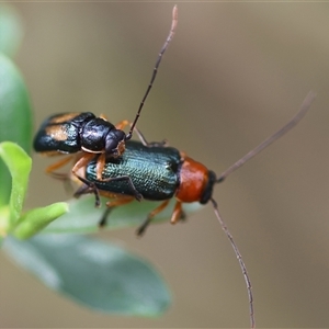 Aporocera (Aporocera) viridipennis at Mongarlowe, NSW - 28 Nov 2024