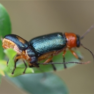 Aporocera (Aporocera) viridipennis at Mongarlowe, NSW - 28 Nov 2024