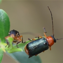 Aporocera (Aporocera) viridipennis at Mongarlowe, NSW - suppressed