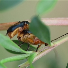 Aporocera (Aporocera) viridipennis at Mongarlowe, NSW - suppressed