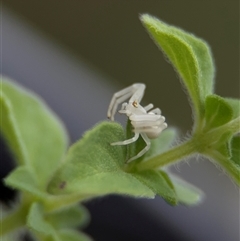 Thomisus spectabilis (Spectacular Crab Spider) at Casey, ACT - 30 Nov 2024 by Hejor1