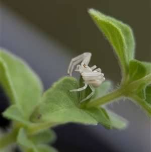 Thomisus spectabilis (Spectacular Crab Spider) at Casey, ACT by Hejor1