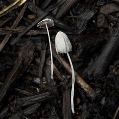 Coprinellus etc. (An Inkcap) at Casey, ACT - 30 Nov 2024 by Hejor1