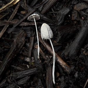 Coprinellus etc. at Casey, ACT - 1 Dec 2024