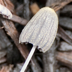 Coprinellus etc. at Casey, ACT - 1 Dec 2024 08:18 AM