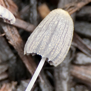 Coprinellus etc. at Casey, ACT - 1 Dec 2024