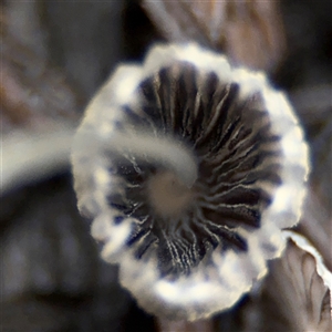 Coprinellus etc. at Casey, ACT - 1 Dec 2024