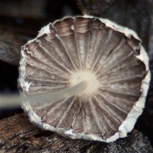 Coprinellus etc. at Casey, ACT - 1 Dec 2024