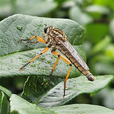 Zosteria sp. (genus) (Common brown robber fly) at Braidwood, NSW - 1 Dec 2024 by MatthewFrawley