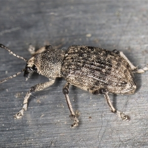 Rhinaria sp. (genus) at Melba, ACT - 26 Nov 2024 10:46 PM