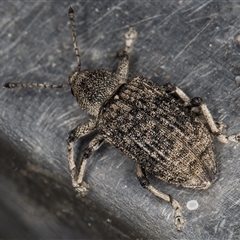 Rhinaria sp. (genus) at Melba, ACT - 26 Nov 2024