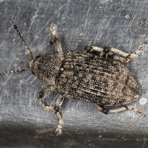 Rhinaria sp. (genus) at Melba, ACT - 26 Nov 2024