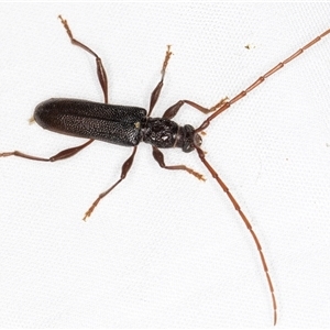 Callidiopis scutellaris (A Longhorn Beetle) at Melba, ACT by kasiaaus