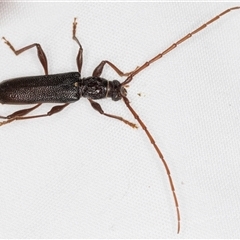 Callidiopis scutellaris at Melba, ACT - 26 Nov 2024