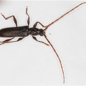 Callidiopis scutellaris at Melba, ACT - 26 Nov 2024