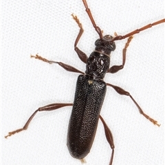 Callidiopis scutellaris at Melba, ACT - 26 Nov 2024