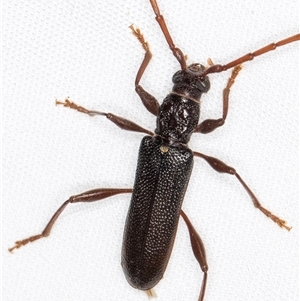 Callidiopis scutellaris at Melba, ACT - 26 Nov 2024