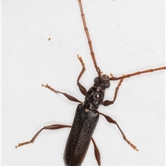 Callidiopis scutellaris at Melba, ACT - 26 Nov 2024