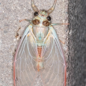 Yoyetta robertsonae (Clicking Ambertail) at Melba, ACT by kasiaaus