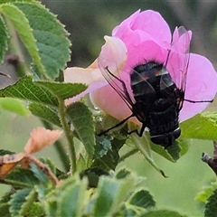 Tachinidae (family) (Unidentified Bristle fly) at Bungendore, NSW - 29 Nov 2024 by clarehoneydove