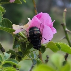 Tachinidae (family) at Bungendore, NSW - suppressed