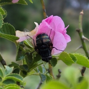 Tachinidae (family) at Bungendore, NSW - suppressed