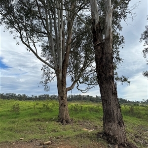 Zanda funerea (Yellow-tailed Black-Cockatoo) at Brownlow Hill, NSW by MaxDownes