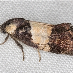 Eupselia hypsichora (A Gelechioid moth (Hypertrophidae) at Melba, ACT - 26 Nov 2024 by kasiaaus