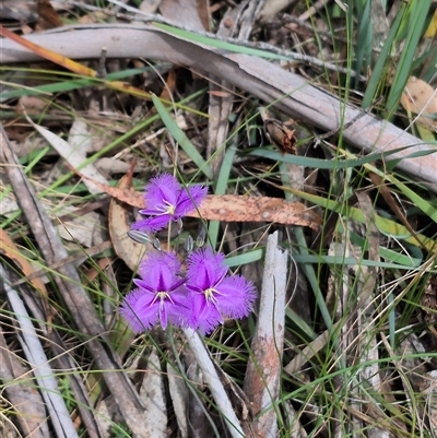 Thysanotus tuberosus subsp. tuberosus (Common Fringe-lily) at Monga, NSW - 28 Nov 2024 by clarehoneydove